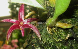 Bulbophyllum patens