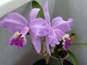 Cattleya lueddemanniana 'Aguinada'