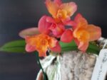 Sophronitis cernua X Cattleya Pink Flash 'Mini Sun'