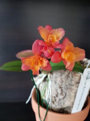 Sophronitis cernua X Cattleya Pink Flash 'Mini Sun'