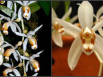 Coelogyne swaniana