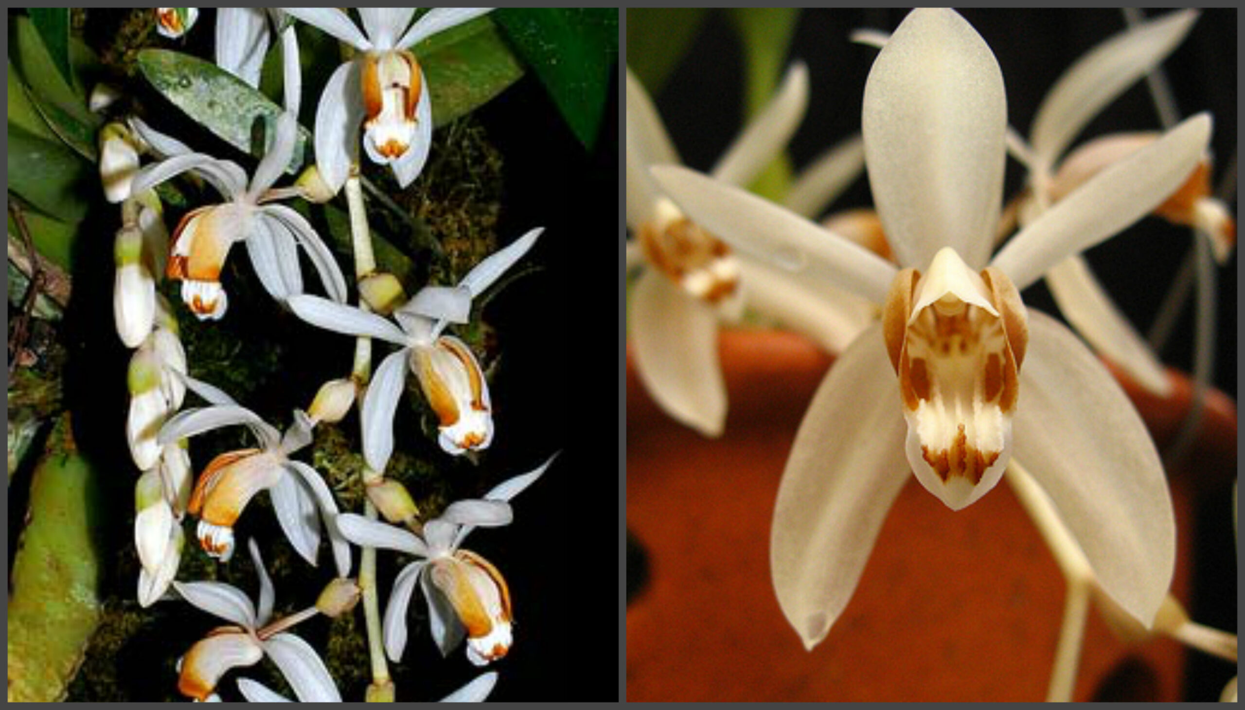 Coelogyne swaniana