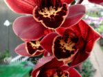 Cymbidium Benjamin