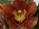 Cymbidium Orange