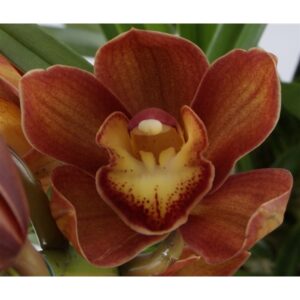 Cymbidium Orange