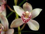 Cymbidium Selma
