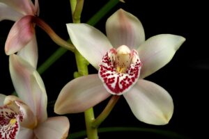 Cymbidium Selma