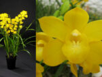 Cymbidium Shining 'Shiny Yellow'