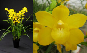 Cymbidium Shining 'Shiny Yellow'