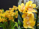 Cymbidium Golden Cascade