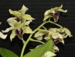 Dendrobium Little Atro