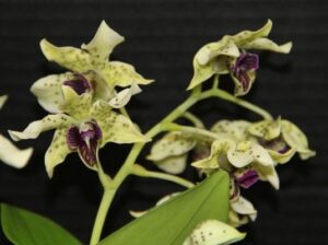 Dendrobium Little Atro