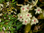 Dendrobium parvulum white