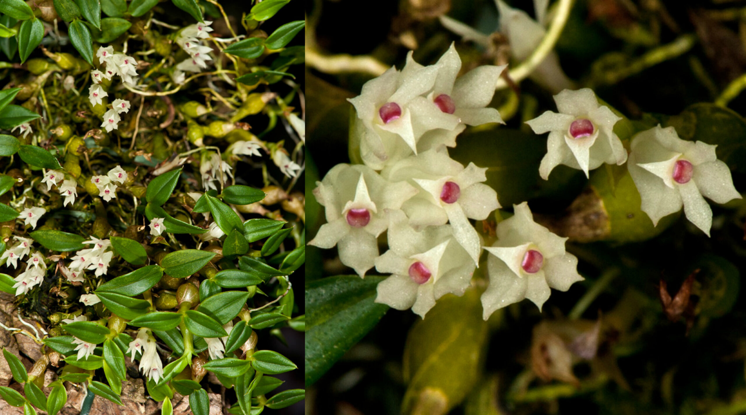 Dendrobium parvulum white