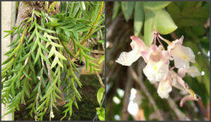 Dendrobium nathanielis