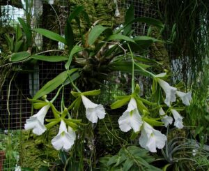 Encyclia mariae