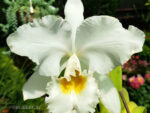 Cattleya gaskelliana var. alba