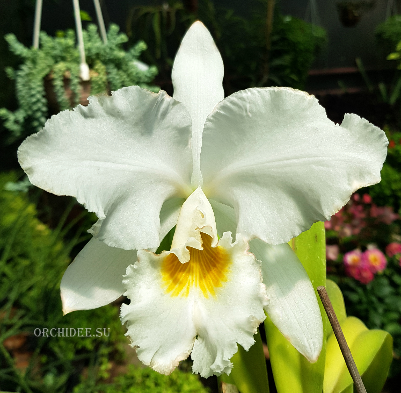 Cattleya gaskelliana var. alba