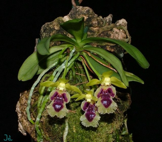 Haraella retrocalla