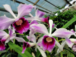 Laelia purpurata var striata