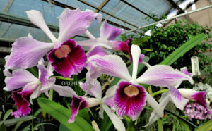 Laelia purpurata var striata