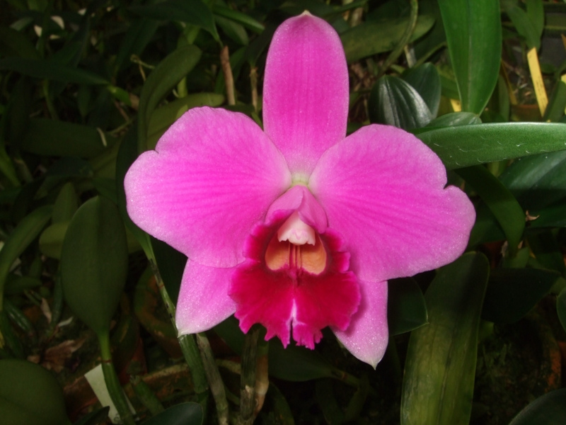 Laelia pumila tipo