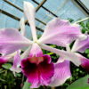 laelia_purp_striata