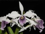 Laelia purpurata var. werkhauseri
