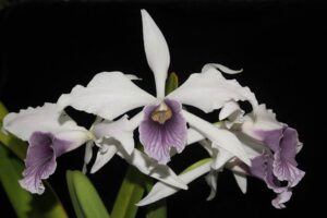 Laelia purpurata var. werkhauseri