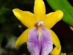 Miltonia regnellii var xanthina