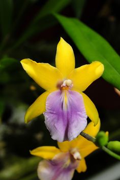 Miltonia regnellii var xanthina