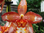 Oncidium hybrid 013