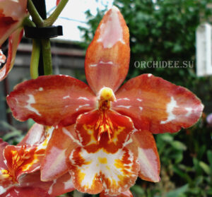 Oncidium hybrid 013