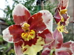 Oncidium hybrid 014