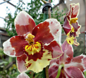 Oncidium hybrid 014