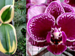 Phalaenopsis Chia E Yenlin variegata