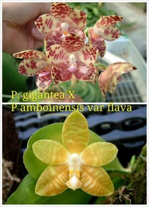 Phalaenopsis David Lim Flava