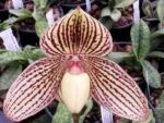 Paphiopedilum leucochilum alba x Bel Royal