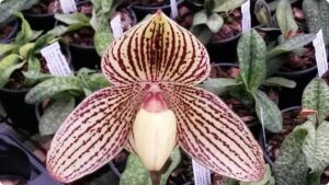 Paphiopedilum leucochilum alba x Bel Royal