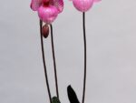 Paphiopedilum Magic Lantern 'Pink Lady'