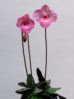 Paphiopedilum Magic Lantern 'Pink Lady'