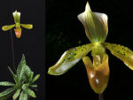 Paphiopedilum tonsum