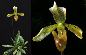 Paphiopedilum tonsum