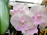Phalaenopsis PH 250 Big Lip