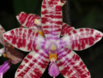 Phalaenopsis tetraspis x lueddemaniana
