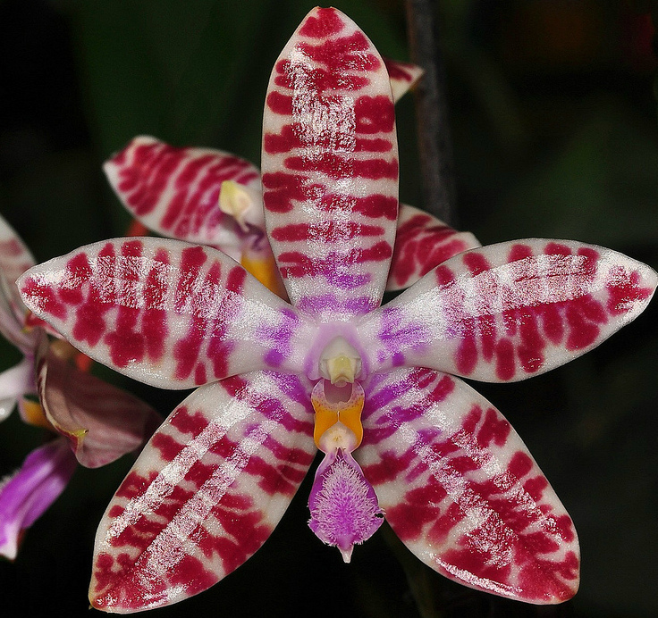 Phalaenopsis tetraspis x lueddemaniana