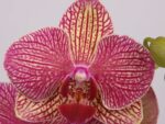 Phalaenopsis PHM 129 Nemo