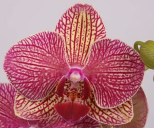 Phalaenopsis PHM 129 Nemo