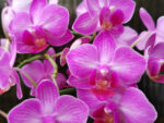 Phalaenopsis PHM 124