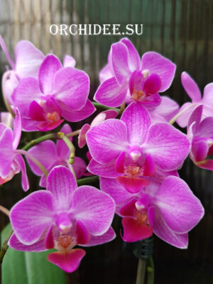 Phalaenopsis PHM 124